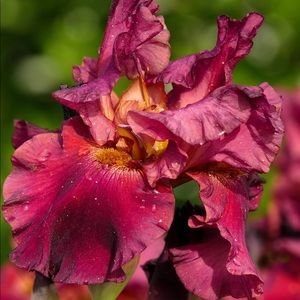 Meet your Posher, Lea